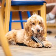 Dog lying under table